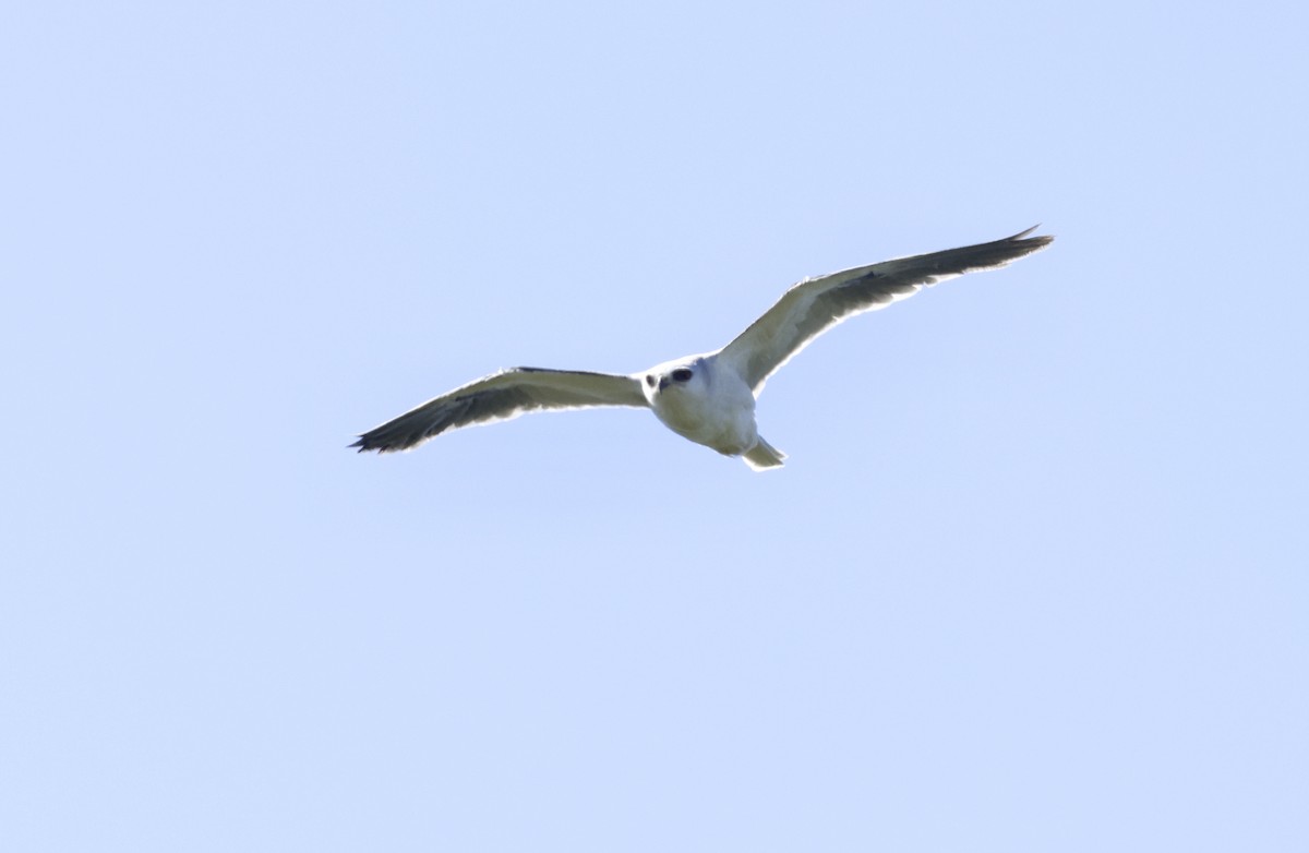 White-tailed Kite - ML620509802