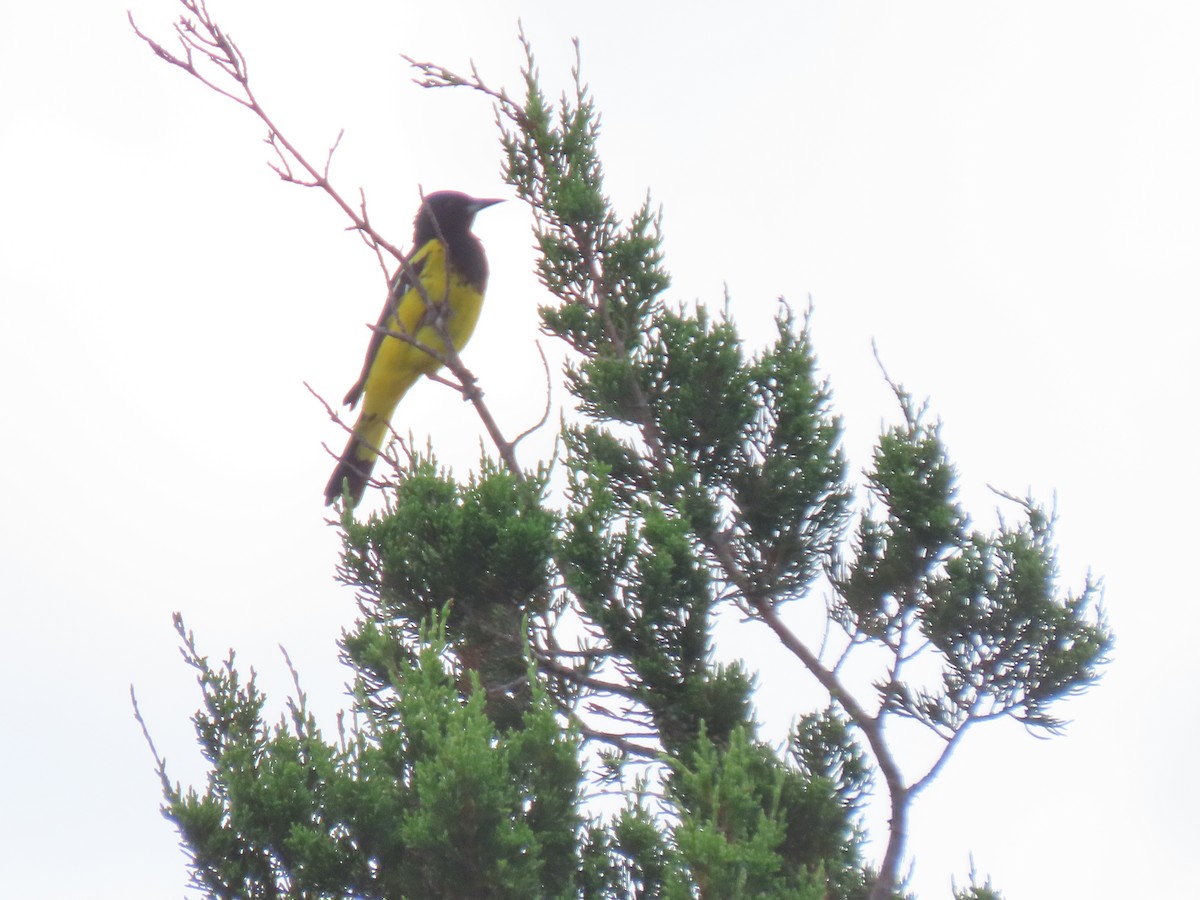 Scott's Oriole - Kenneth Bader