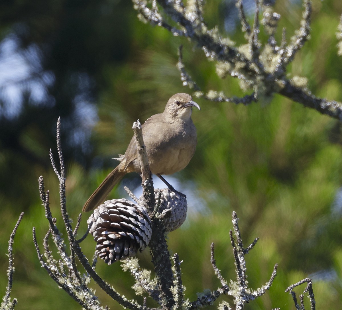 California Thrasher - ML620509817