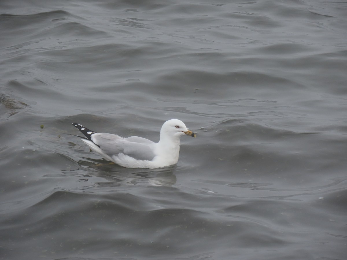 Ring-billed Gull - ML620509819