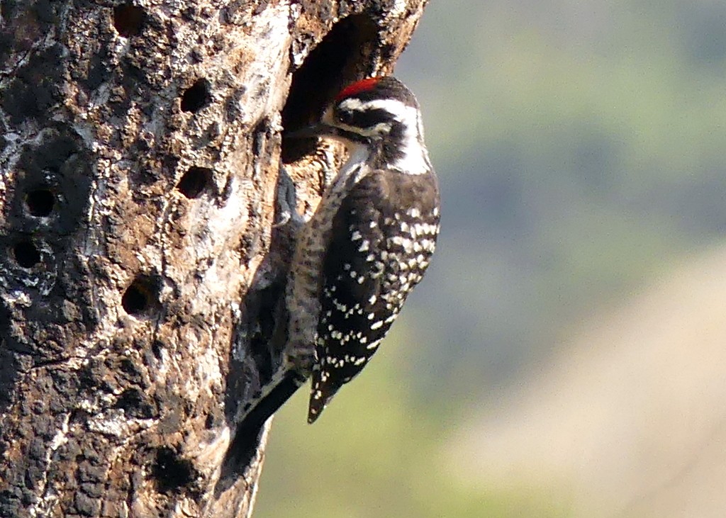 Nuttall's Woodpecker - ML620509821