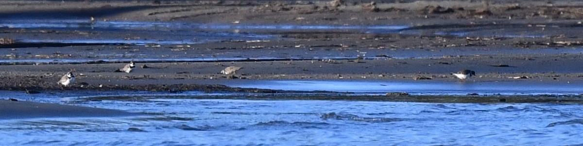 Semipalmated Plover - ML620509829