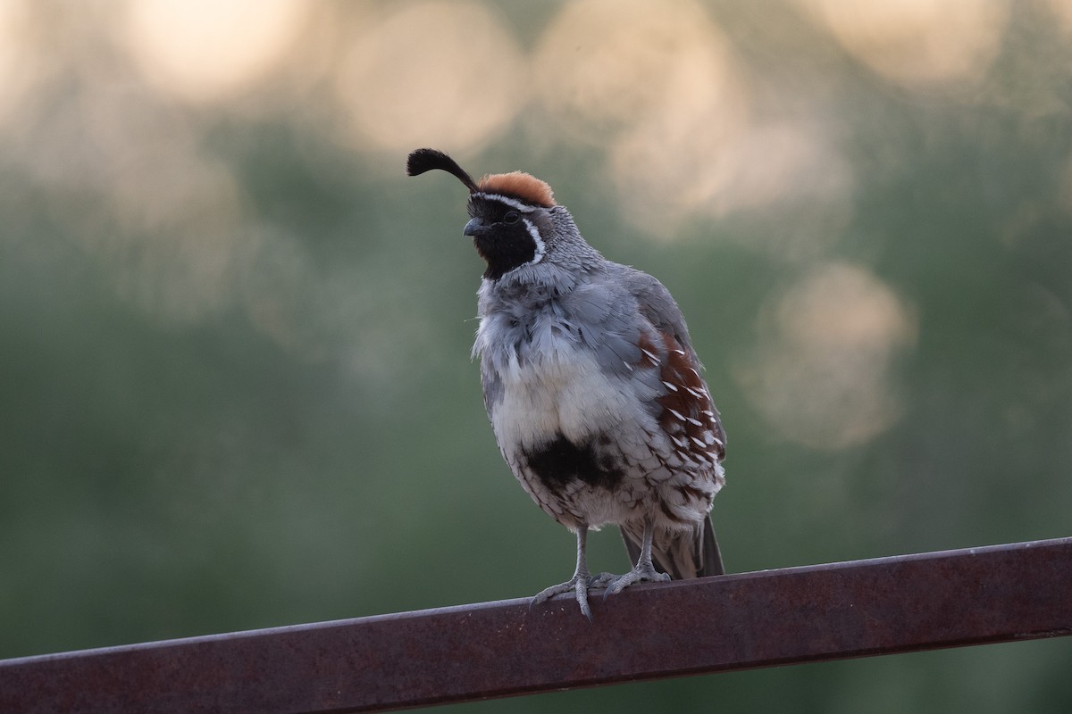 Gambel's Quail - ML620509831