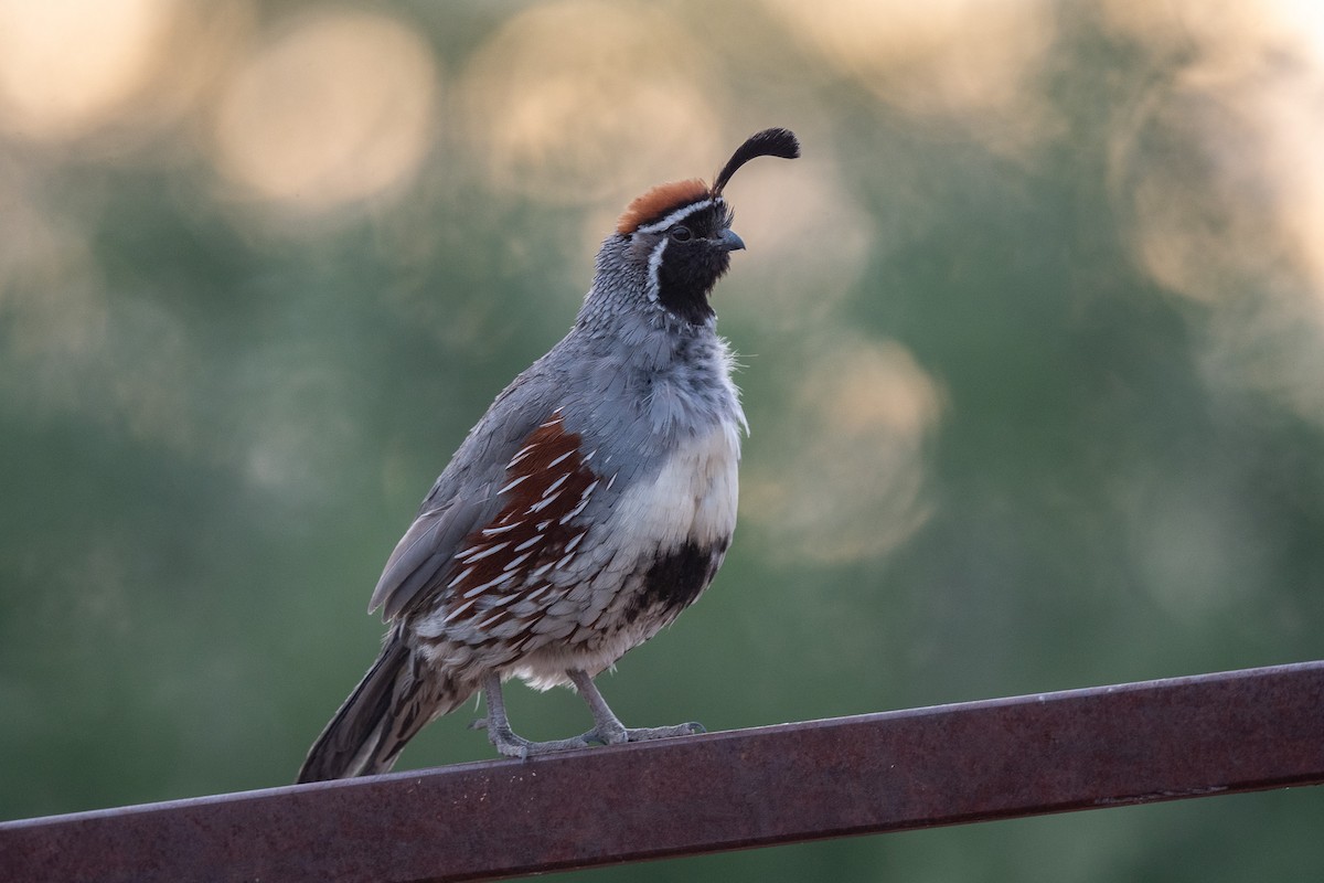 Gambel's Quail - Suzy Deese