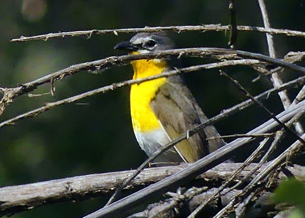 Yellow-breasted Chat - ML620509833