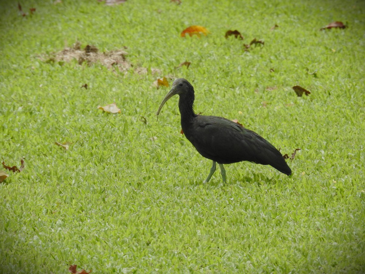 Green Ibis - ML620509837