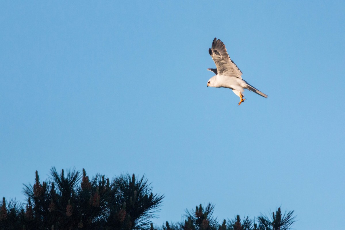 White-tailed Kite - ML620509839