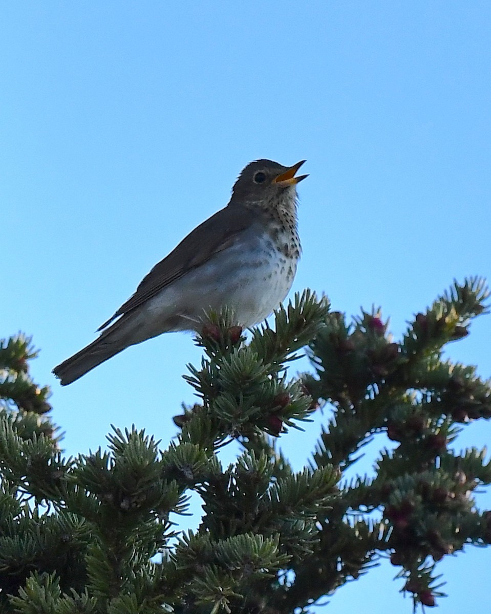 Swainson's Thrush - ML620509842