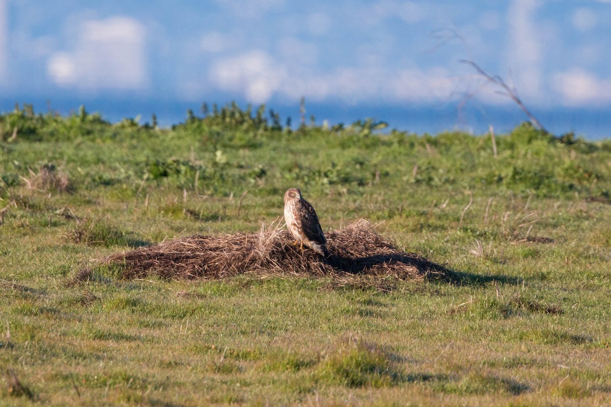 Northern Harrier - ML620509846