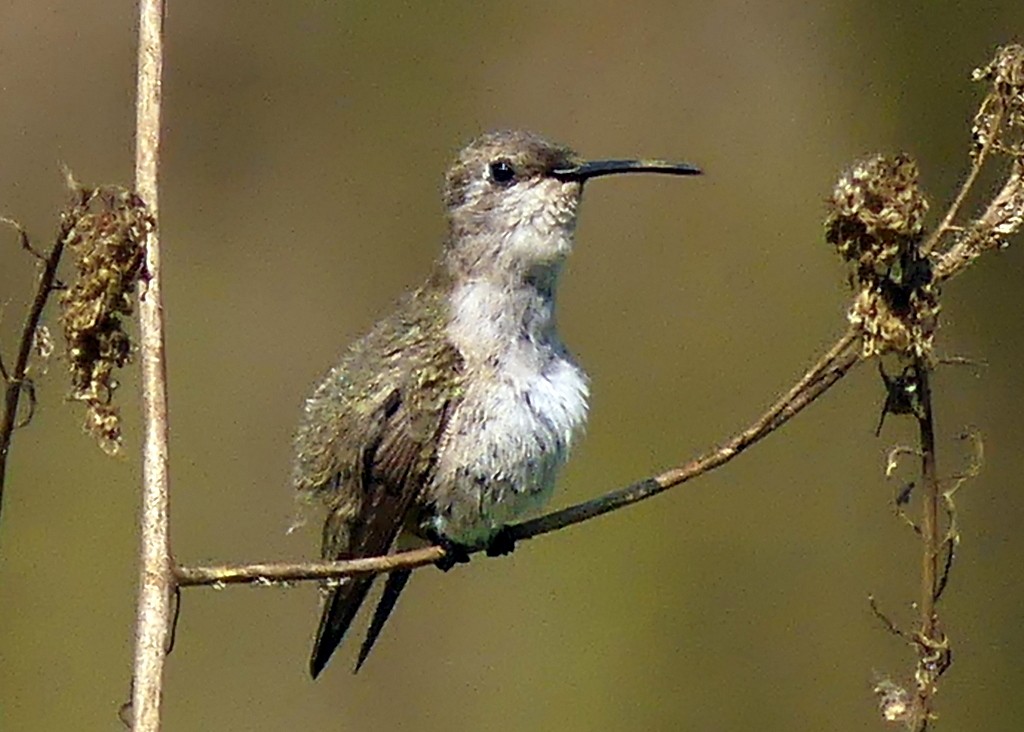 Costa's Hummingbird - ML620509849
