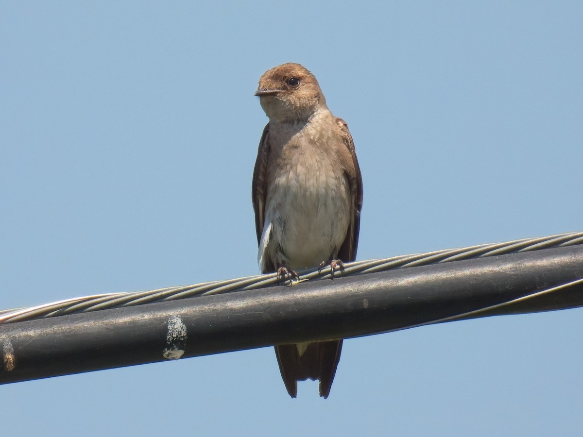Northern Rough-winged Swallow - ML620509850