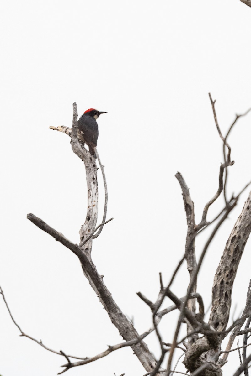 Acorn Woodpecker - ML620509851