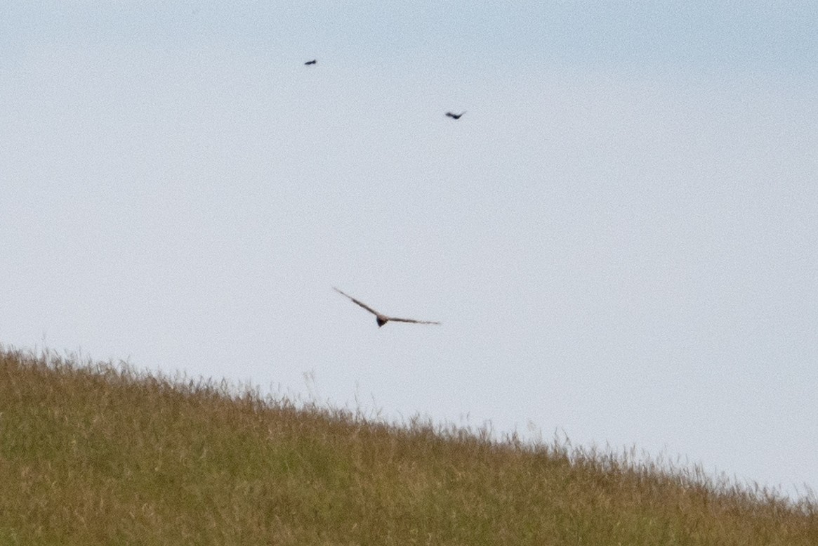 Northern Harrier - ML620509856