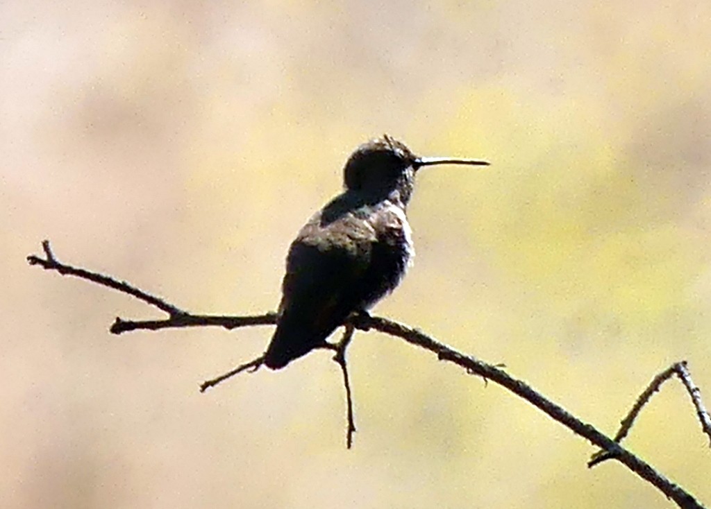 Black-chinned Hummingbird - Femi Faminu