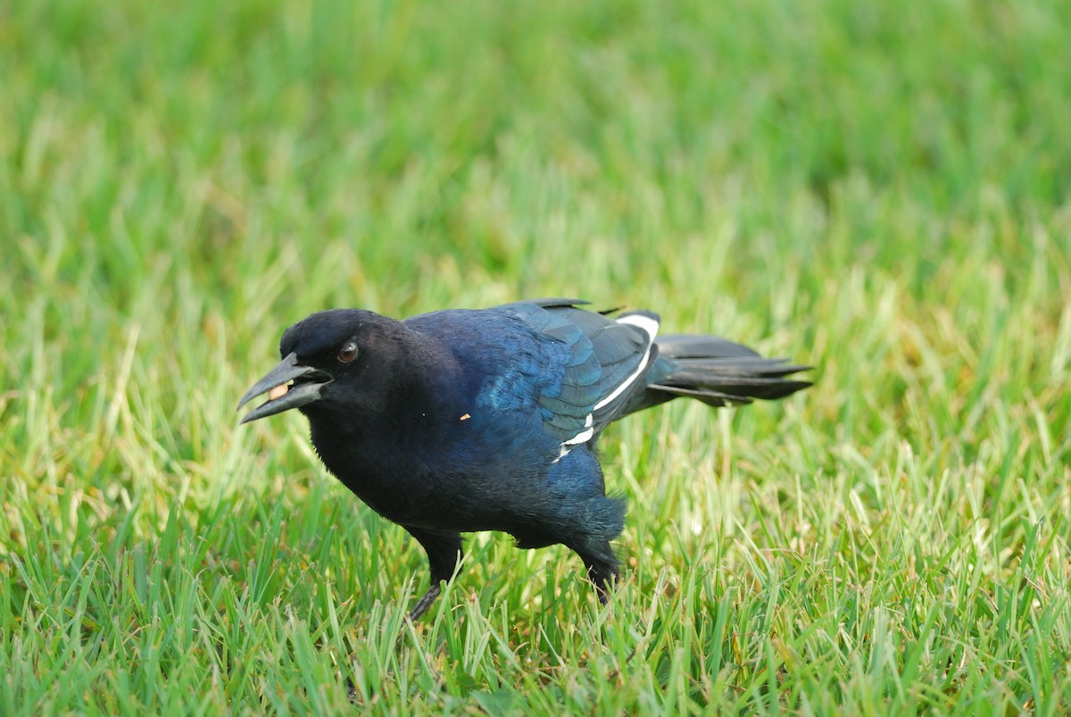 Boat-tailed Grackle - ML620509860