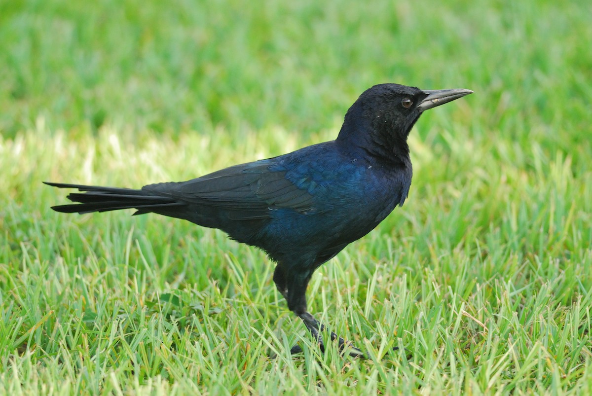 Boat-tailed Grackle - ML620509861