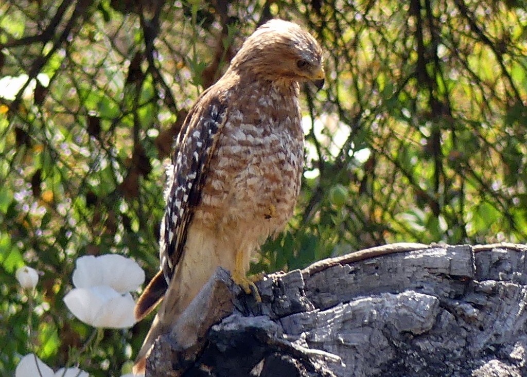 Rotschulterbussard - ML620509862