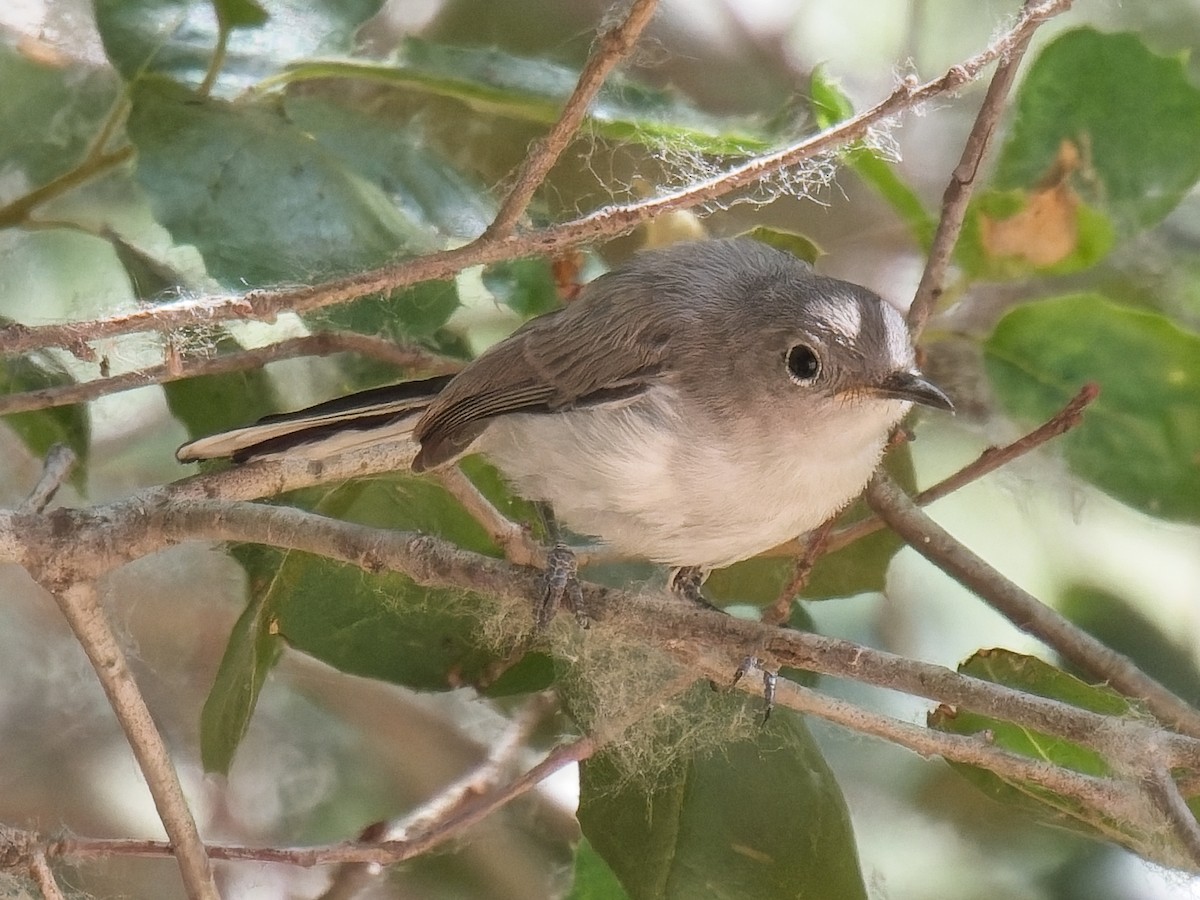 Blue-gray Gnatcatcher - ML620509863