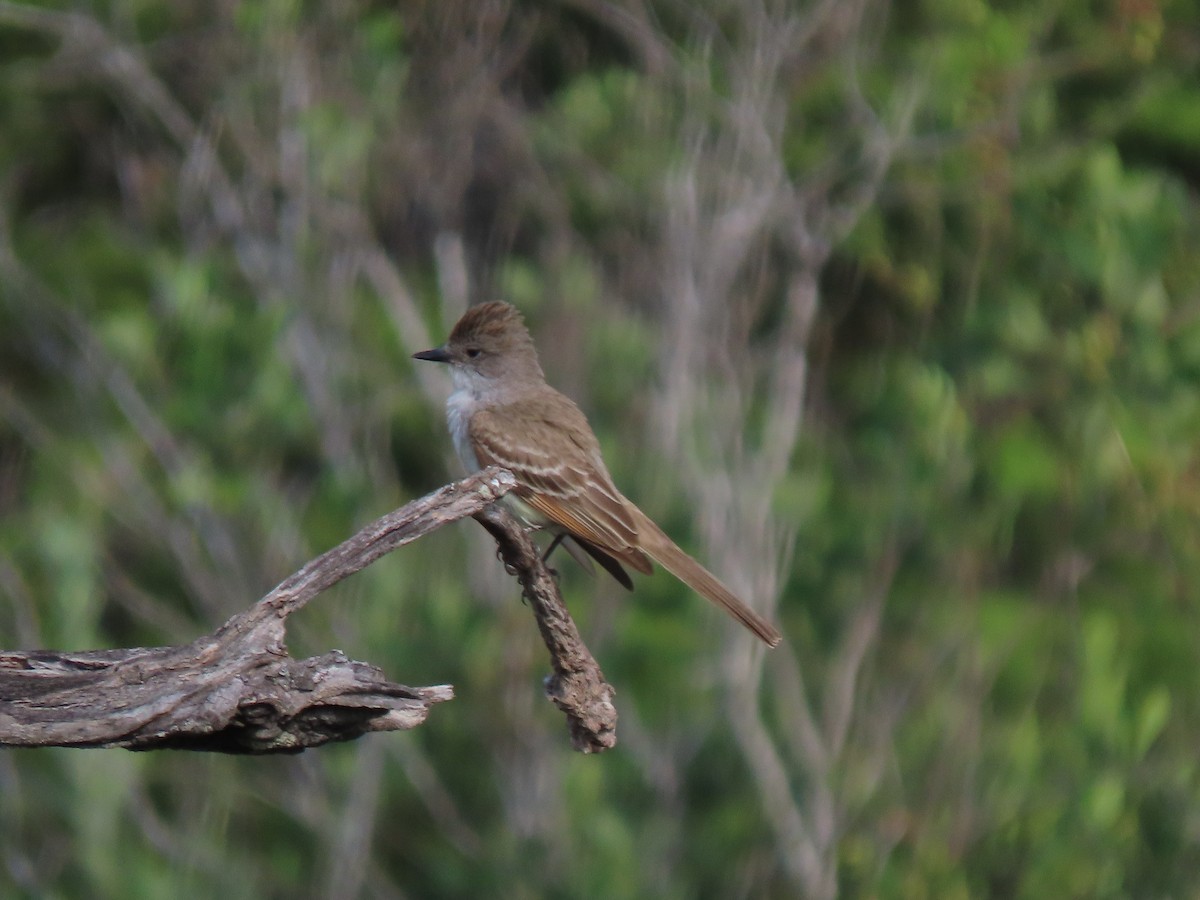 Ash-throated Flycatcher - ML620509864