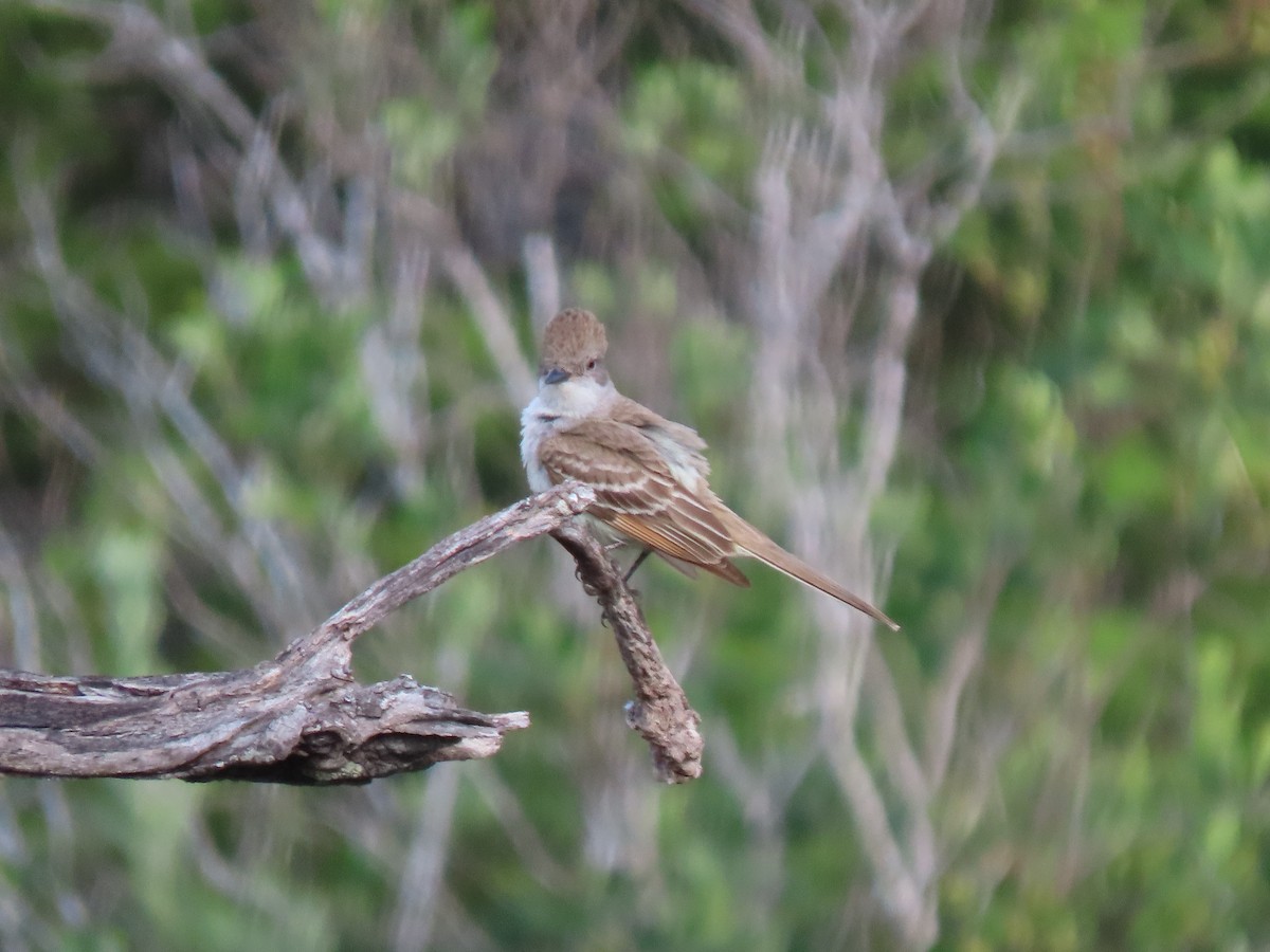 Ash-throated Flycatcher - ML620509865