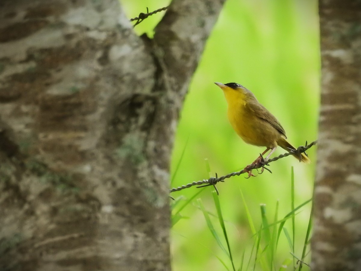 Gray-crowned Yellowthroat - ML620509866