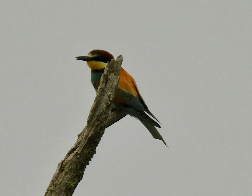 European Bee-eater - ML620509871