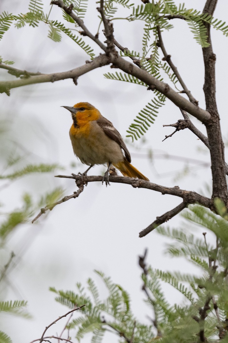 Bullock's Oriole - ML620509872