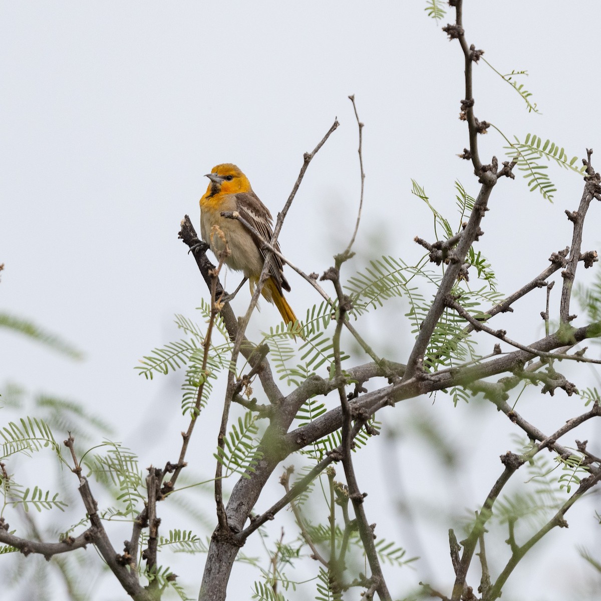 Bullock's Oriole - ML620509874