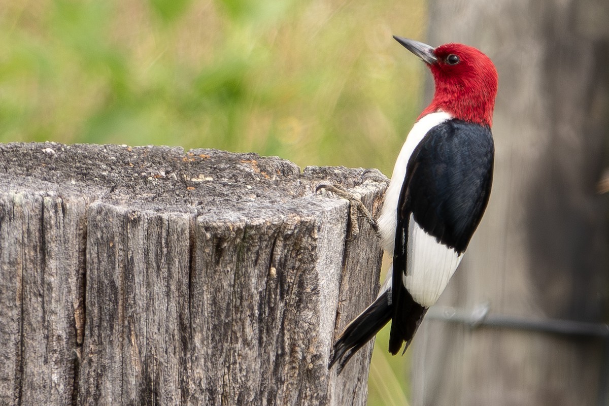 Red-headed Woodpecker - ML620509875