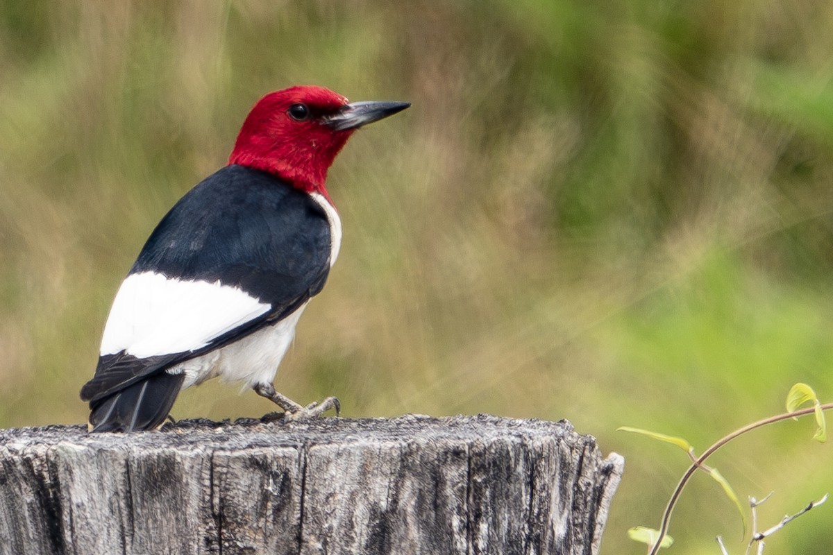 Red-headed Woodpecker - ML620509876