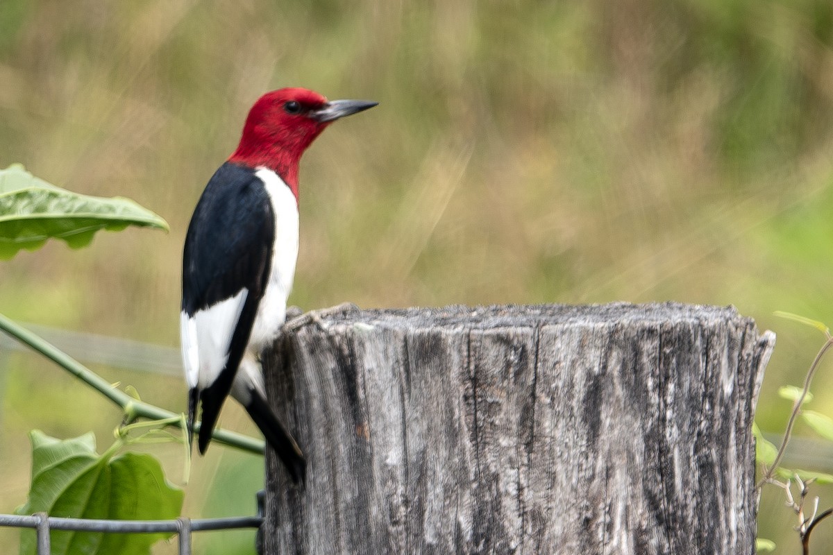 Red-headed Woodpecker - ML620509877
