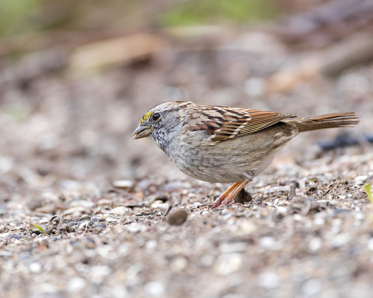 White-throated Sparrow - ML620509879