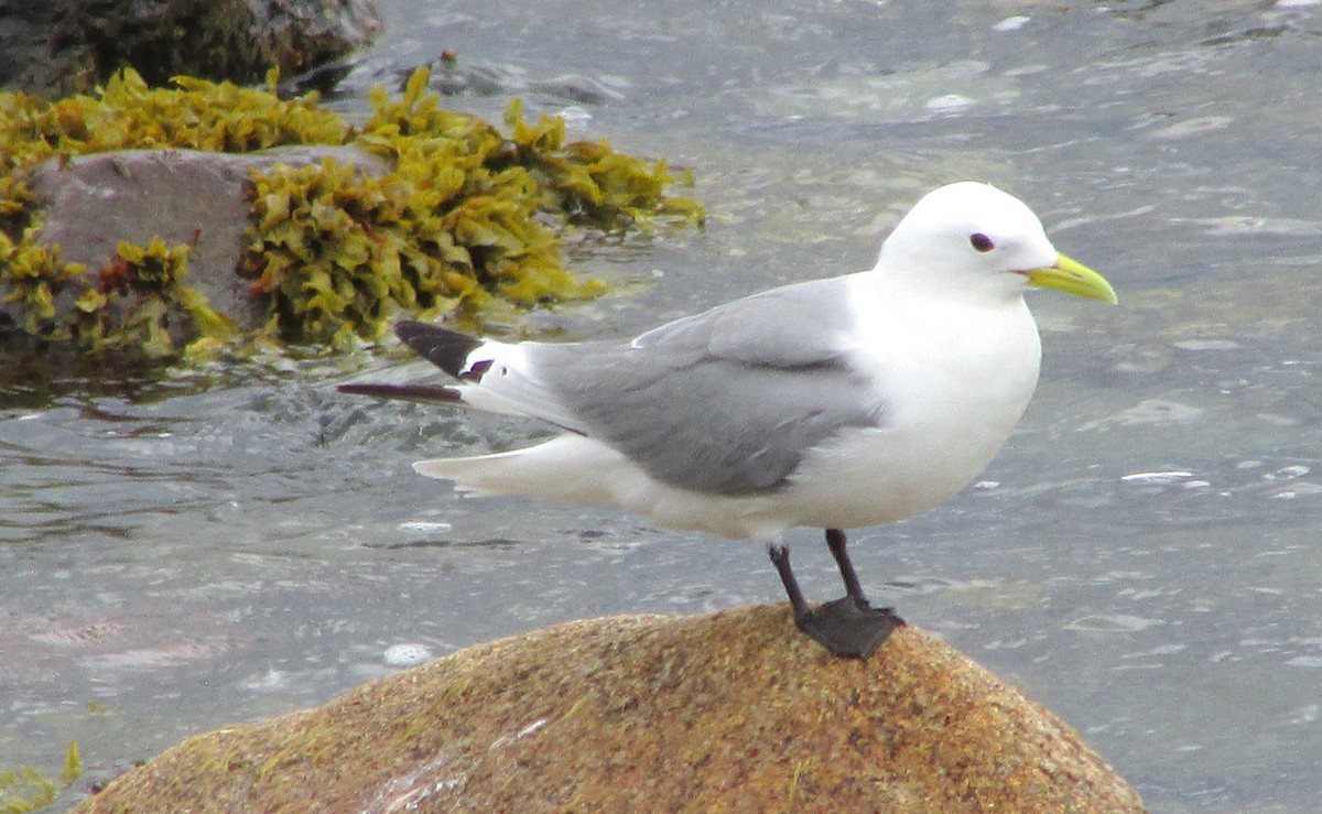 Black-legged Kittiwake - ML620509881