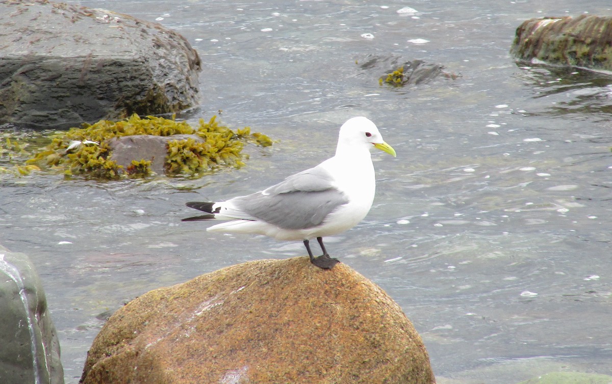 Gaviota Tridáctila - ML620509882