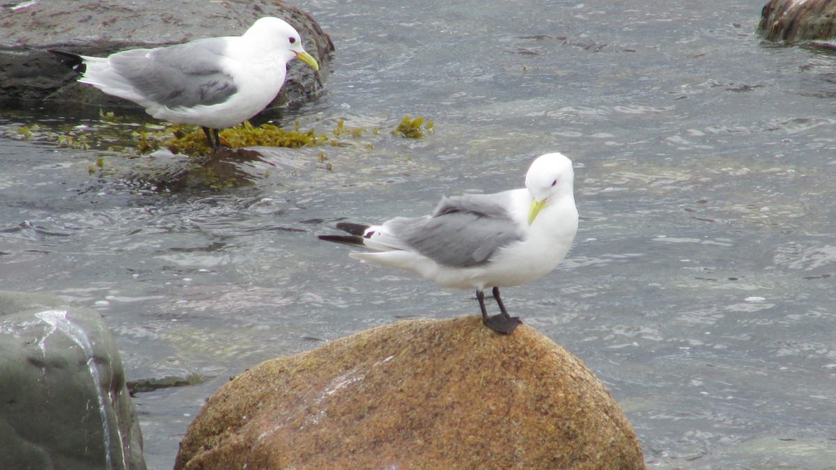 Mouette tridactyle - ML620509883