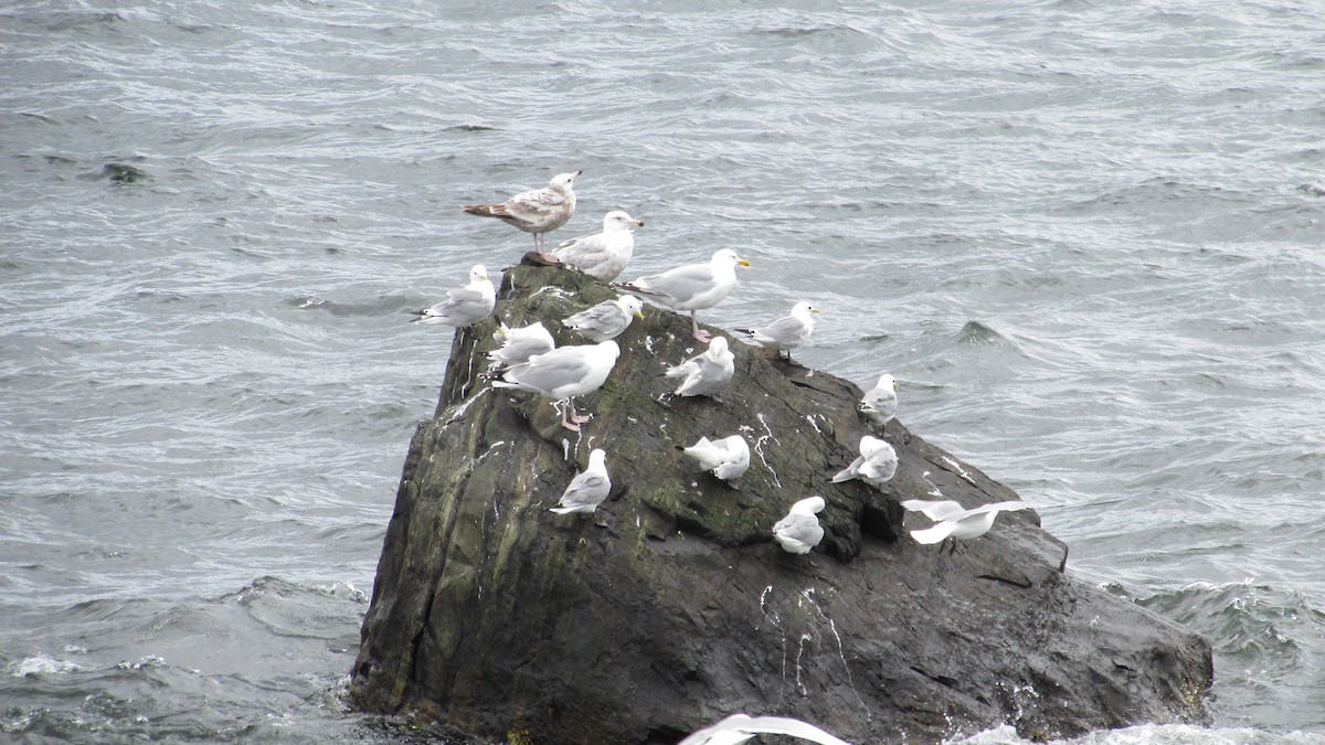 Gaviota Tridáctila - ML620509884