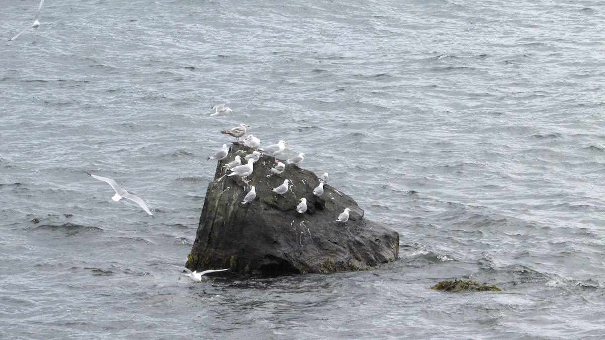 Black-legged Kittiwake - ML620509885