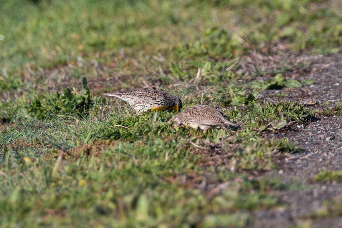 Western Meadowlark - William Clark