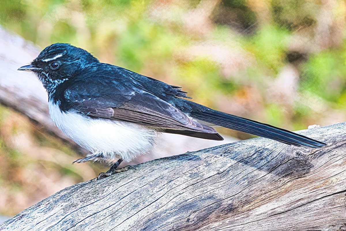 Willie-wagtail - ML620509888