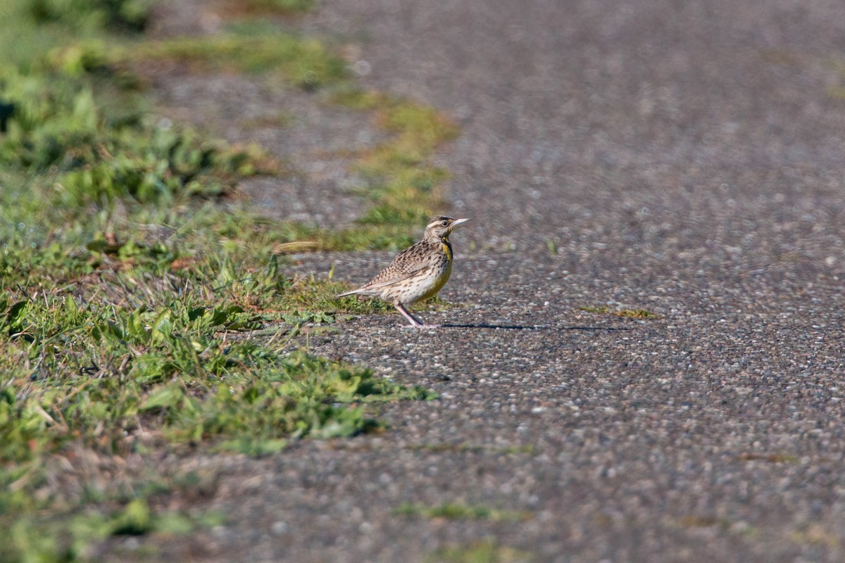 Western Meadowlark - ML620509889