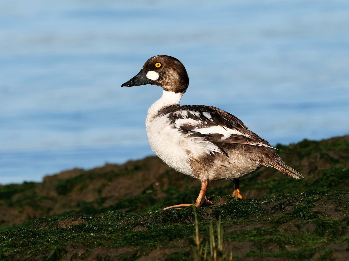 Common Goldeneye - ML620509891