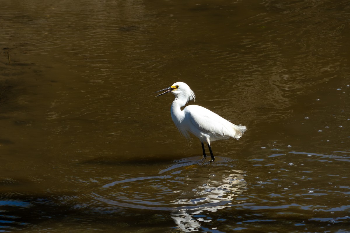 Snowy Egret - Michael Sullo