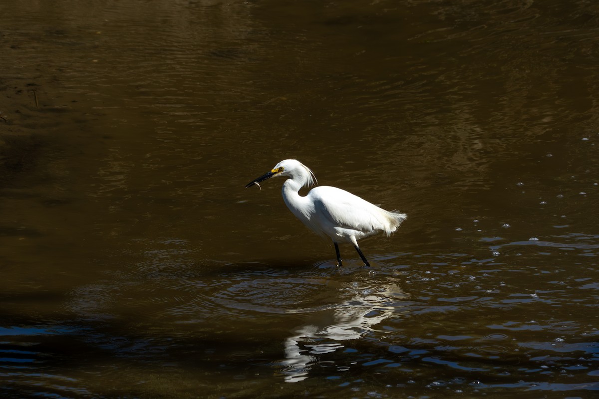 Snowy Egret - ML620509896