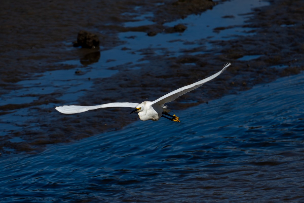 Snowy Egret - ML620509897