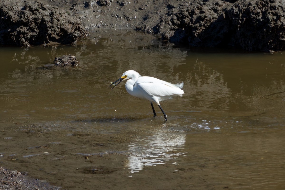 Snowy Egret - ML620509898