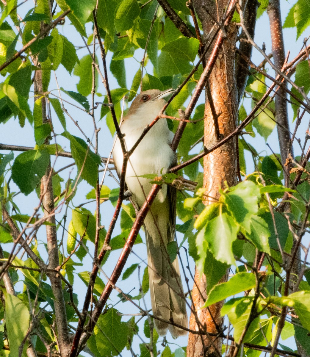 Black-billed Cuckoo - ML620509900