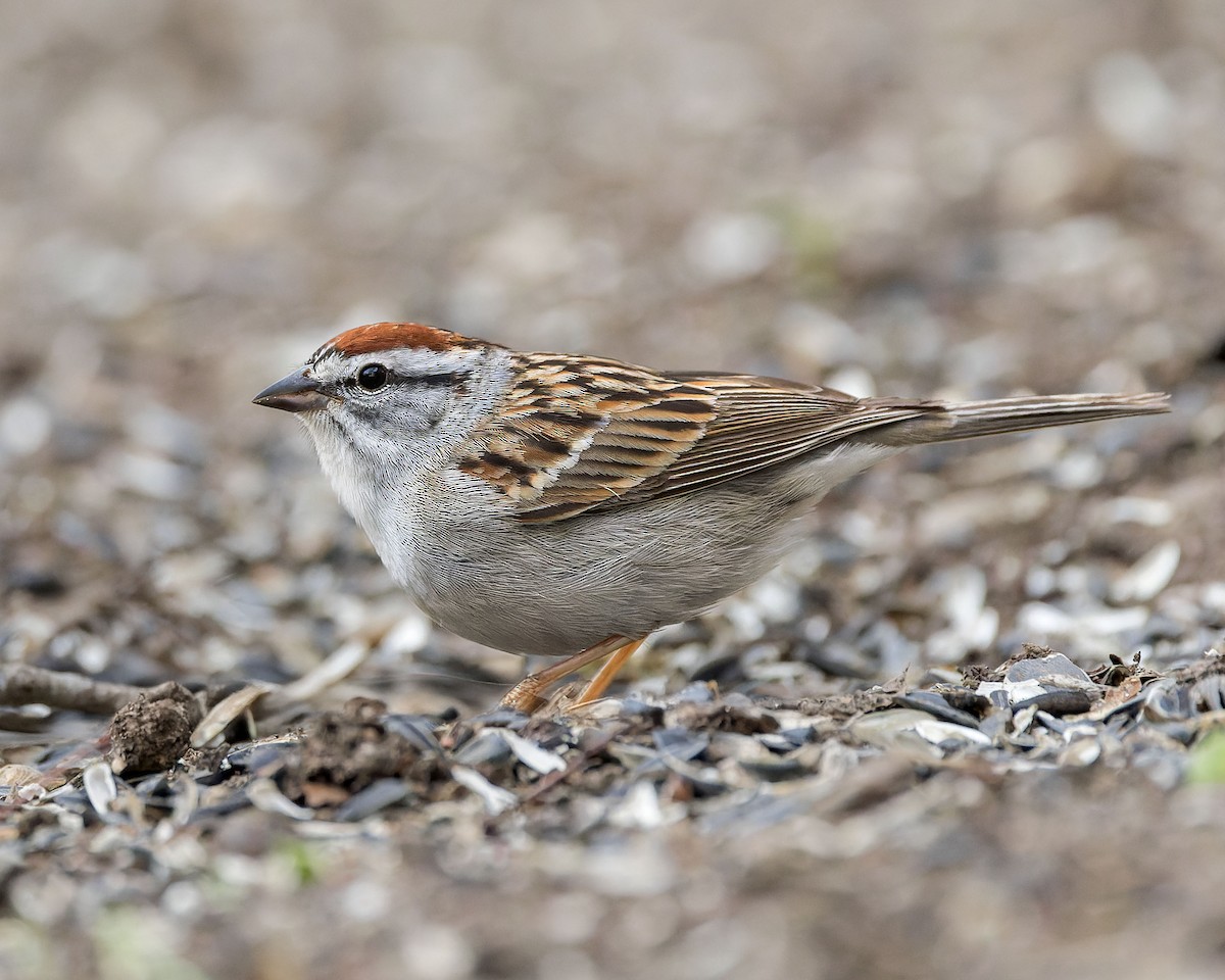 Chipping Sparrow - ML620509902