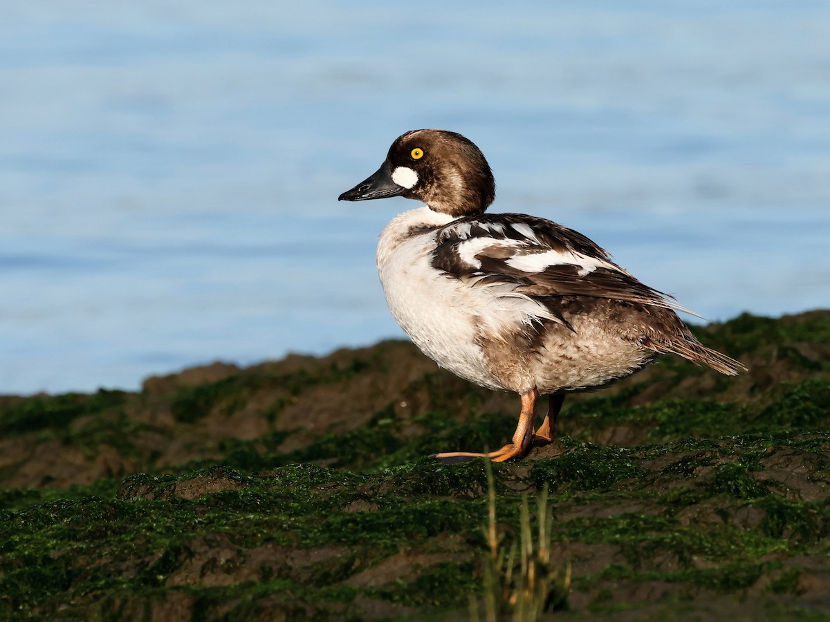 Common Goldeneye - Torgil Zethson