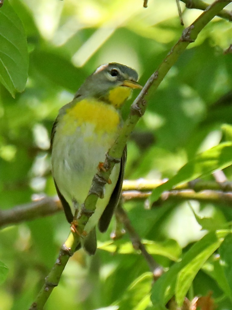 Northern Parula - ML620509904