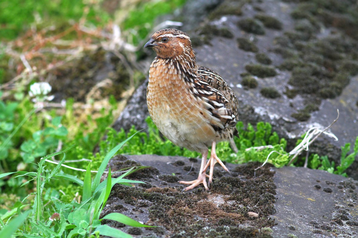 Common Quail - ML620509908